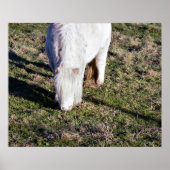 Poster van Mini Horse (Voorkant)