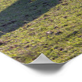 Poster van Mini Horses (Hoek)