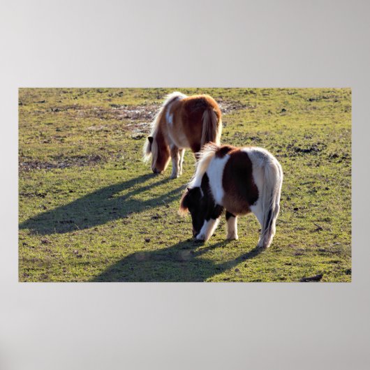 Poster van Mini Horses (Voorkant)