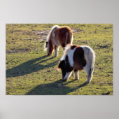 Poster van Mini Horses (Voorkant)