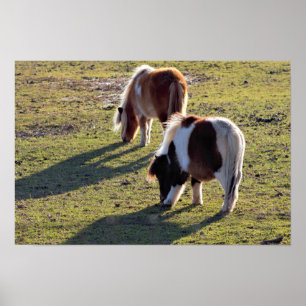 Poster van Mini Horses