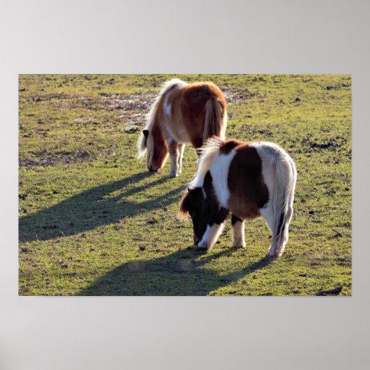 Poster van Mini Horses (Voorkant)
