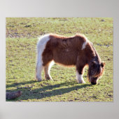 Poster van Mini Horses (Voorkant)