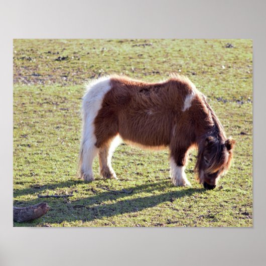 Poster van Mini Horses (Voorkant)