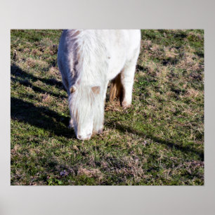 Poster van mini-paarden