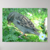 Poster van mousserende vogel (Voorkant)