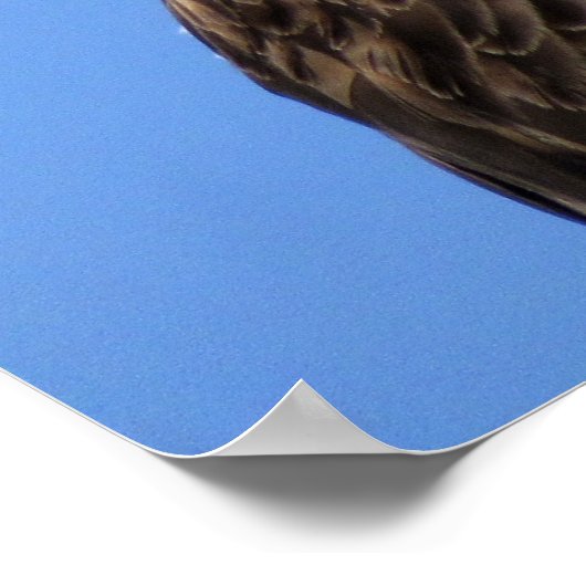 Poster van Osprey (4964) (Hoek)