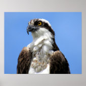 Poster van Osprey (4964) (Voorkant)