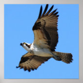 Poster van Osprey Bird (Voorkant)