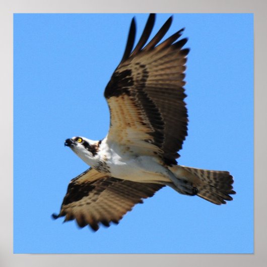 Poster van Osprey Bird (Voorkant)