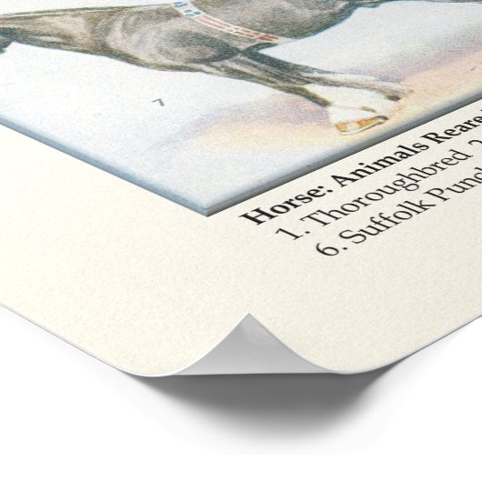 Poster van paarden (Hoek)