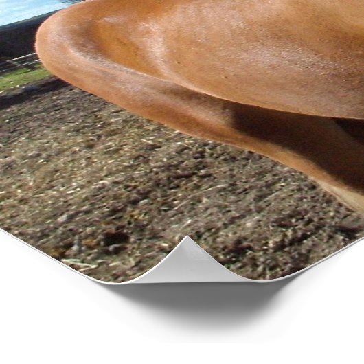 Poster van paarden (Hoek)