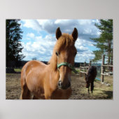 Poster van paarden (Voorkant)