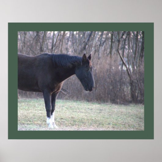 Poster van paarden (Voorkant)