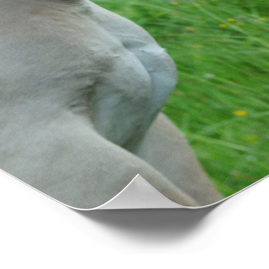 Poster van paarden (Hoek)