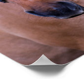 Poster van paarden (Hoek)