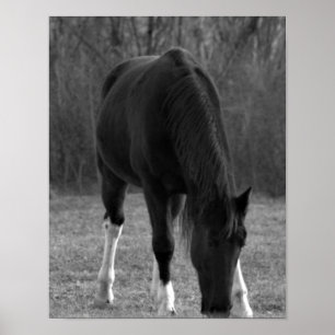 Poster van paarden