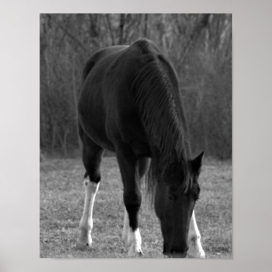 Poster van paarden (Voorkant)