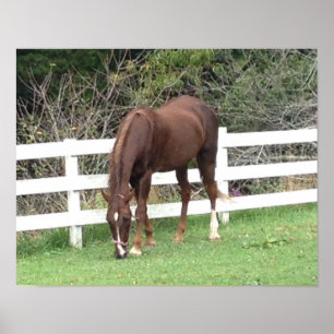 Poster van paarden: American Saddlebred Grazing