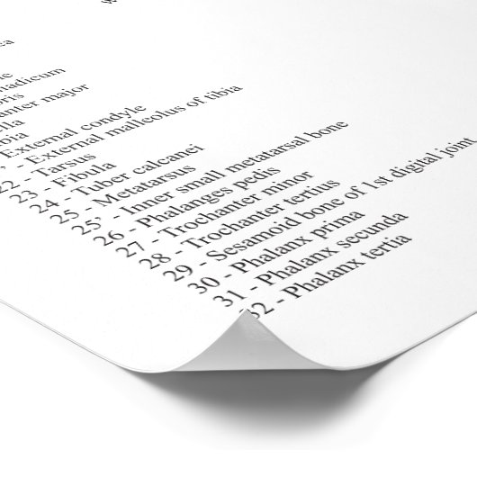 Poster van paardenanatomie Skeleton (Hoek)