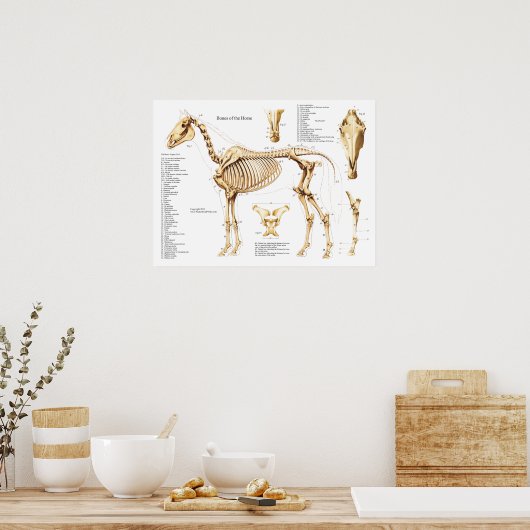 Poster van paardenanatomie Skeleton (Keuken)