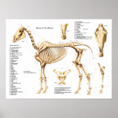 Poster van paardenanatomie Skeleton (Voorkant)