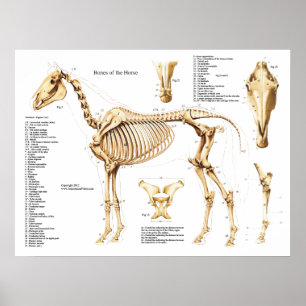 Poster van paardenanatomie Skeleton