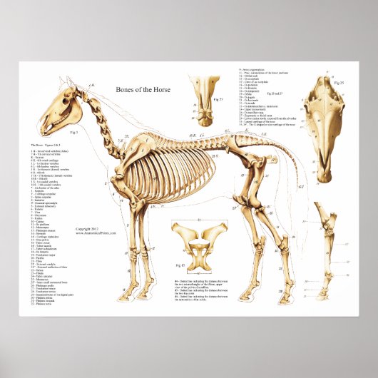 Poster van paardenanatomie Skeleton (Voorkant)
