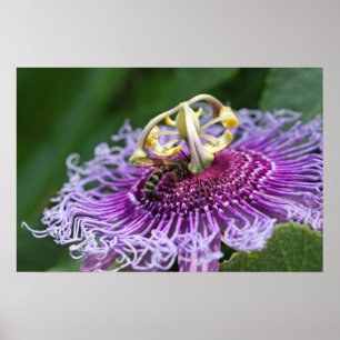 Poster van paardenvoeding Natuur