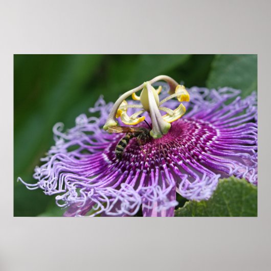 Poster van paardenvoeding Natuur (Voorkant)