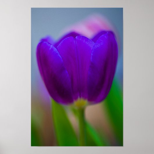 Poster van Paarse tulpenbloem (Voorkant)