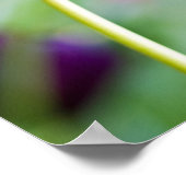 Poster van Paarse tulpenbloem (Hoek)