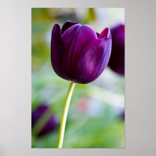Poster van Paarse tulpenbloem (Voorkant)