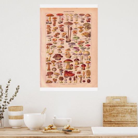 poster van  paddenstoelen 1920 (Keuken)