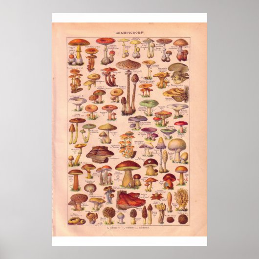 poster van  paddenstoelen 1920 (Voorkant)