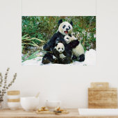 Poster van Panda cubs (Keuken)
