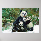 Poster van Panda cubs (Voorkant)