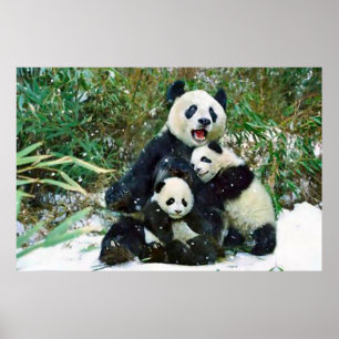 Poster van Panda cubs
