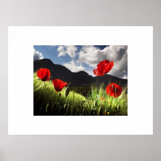 Poster van papaver (Voorkant)