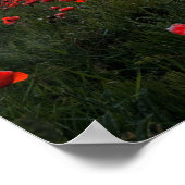 Poster van papavers/afdrukken (Hoek)