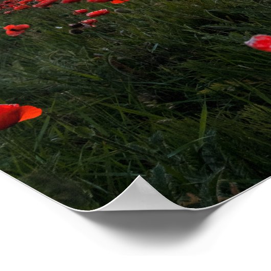 Poster van papavers/afdrukken (Hoek)