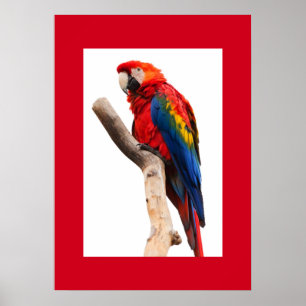Poster van papegaai