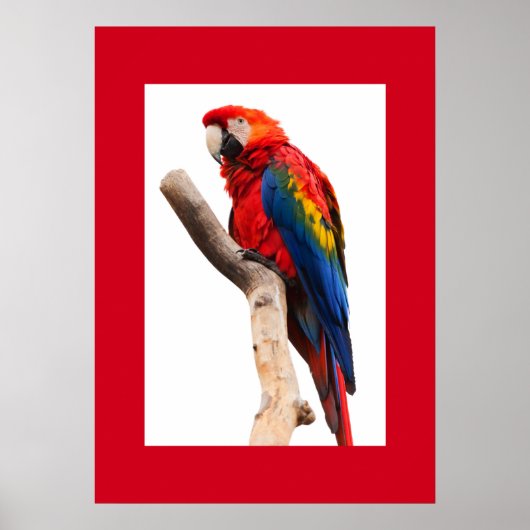 Poster van papegaai (Voorkant)
