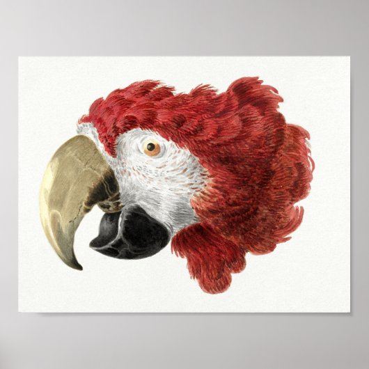 Poster van papegaai (Voorkant)