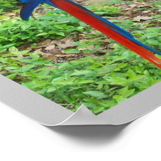 Poster van papegaai (Hoek)