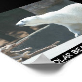 Poster van poolBeer (Hoek)