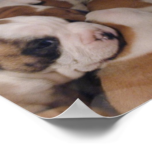 Poster van Puppies van bulledog (Hoek)