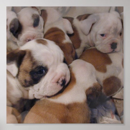 Poster van Puppies van bulledog (Voorkant)