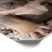 Poster van pups (Hoek)