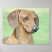 Poster van Red Dachshund (Voorkant)